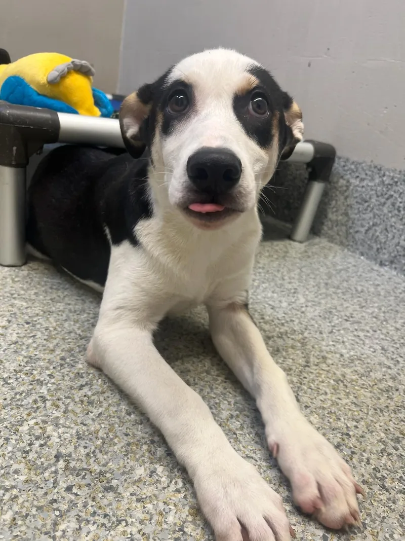A baby small-sized male Tricolor (Brown, Black, & White) Shepherd dog named Alexander for adoption in Manassas, VA