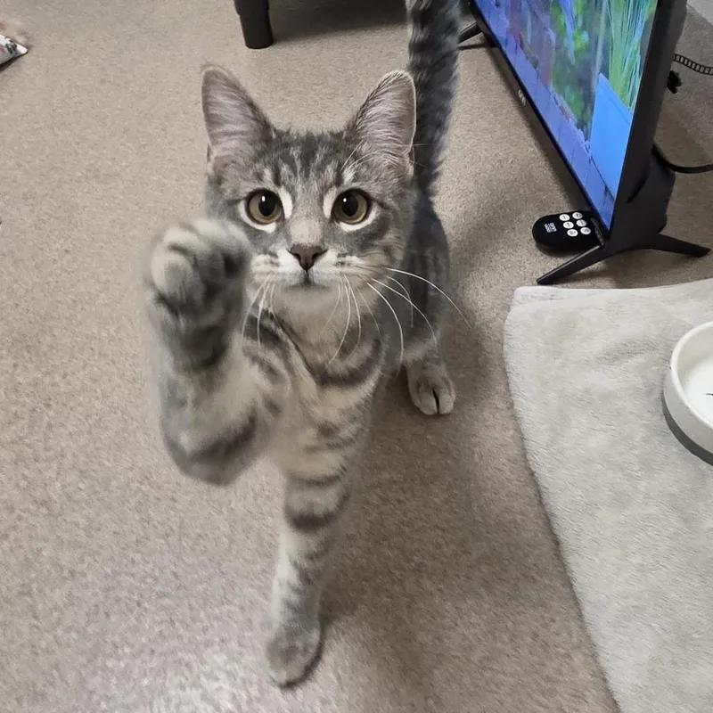 A young medium-sized female Gray / Blue / Silver Domestic Short Hair cat named Nami for adoption in Oshkosh, WI