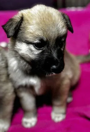 A baby large-sized male Great Pyrenees dog named Pauly for adoption in Savannah, MO