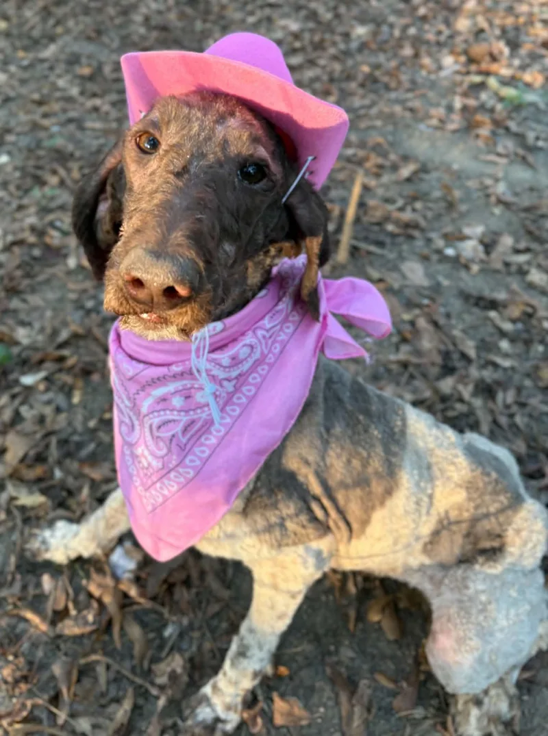 An adult medium-sized female Standard Poodle dog named Dawn for adoption in Fosters, AL