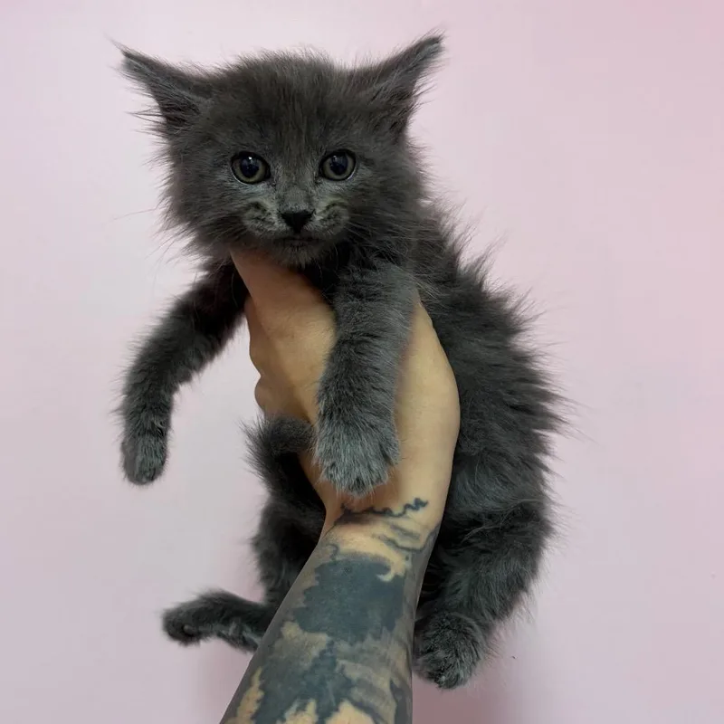 A baby small-sized female Russian Blue cat named Dandelion for adoption in Webster, TX