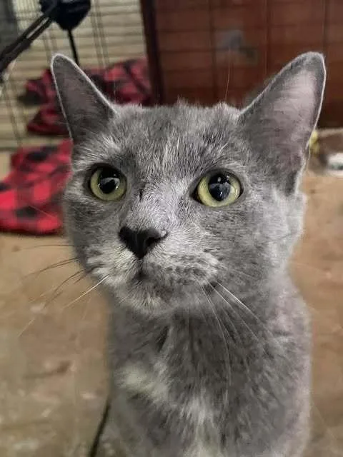 An adult medium-sized female Domestic Short Hair cat named Mama Duchess S. for adoption in Peoria, IL