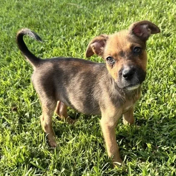 A baby small-sized female Red / Chestnut / Orange German Shepherd Dog dog named Butter for adoption in Buffalo, MN