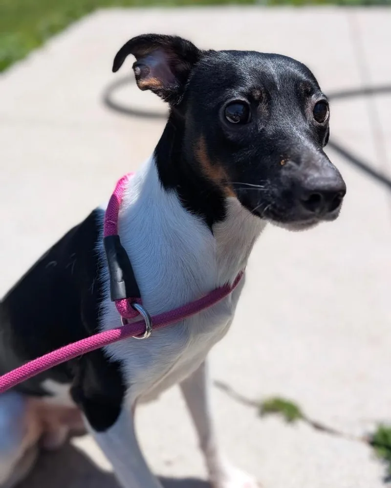 A young medium-sized male Jack Russell Terrier dog named Wesson for adoption in Defiance, OH