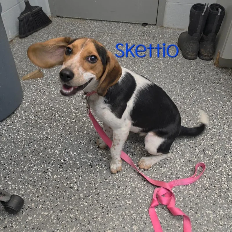An adult medium-sized female Black Beagle dog named Skettio for adoption in Parkersburg, WV