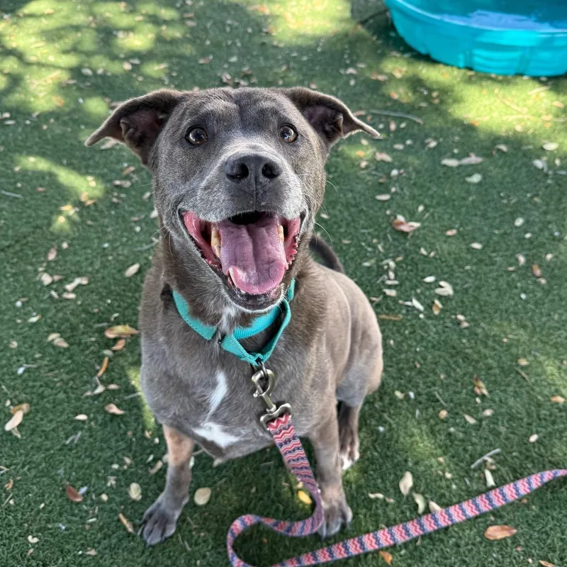A senior large-sized female Gray / Blue / Silver Mixed Breed dog named Skyler for adoption in Naples, FL