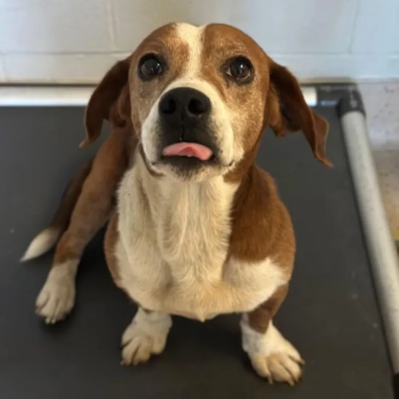 An adult medium-sized male Beagle dog named Napoleon for adoption in Red Bluff, CA