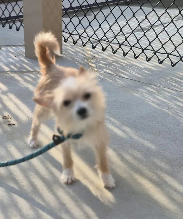 A young small-sized male Chihuahua dog named Pen Quincy for adoption in Lawrenceville, GA