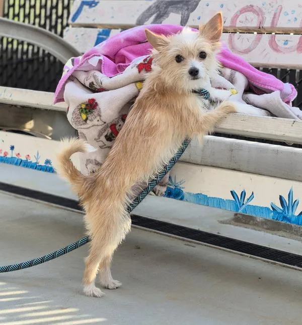 Pen  Quincy thumbnail 3