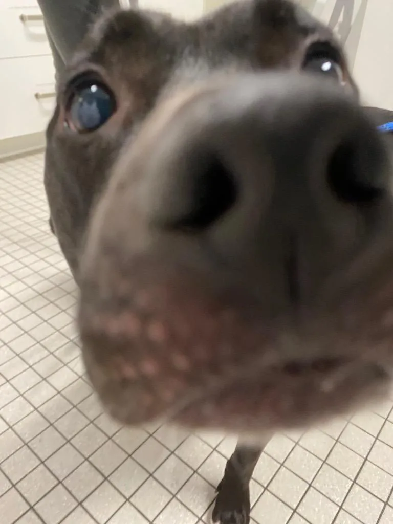An adult medium-sized male Pit Bull Terrier dog named Ace for adoption in Fall River, MA