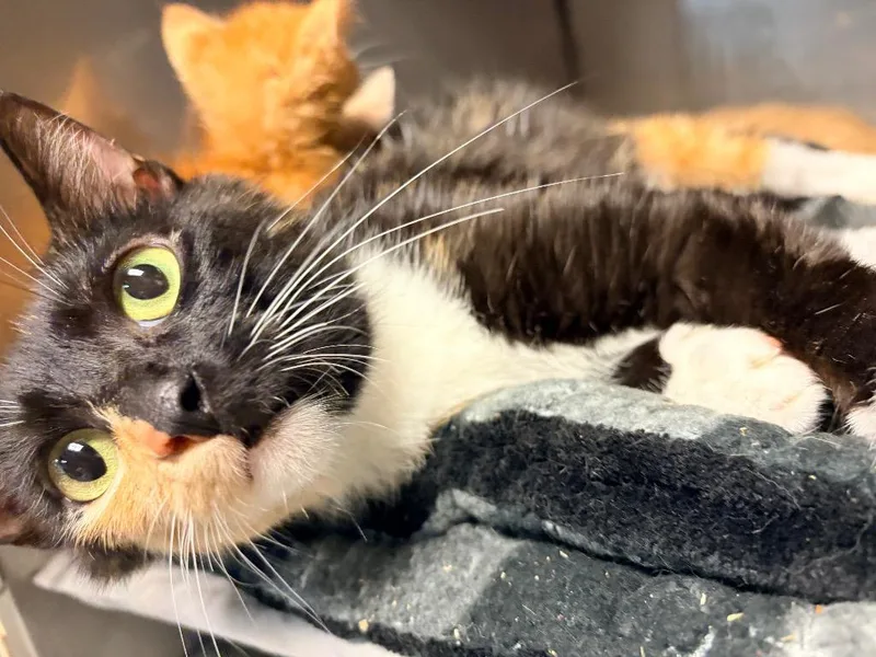 An adult medium-sized female Domestic Short Hair cat named Oceana for adoption in Huntington, IN