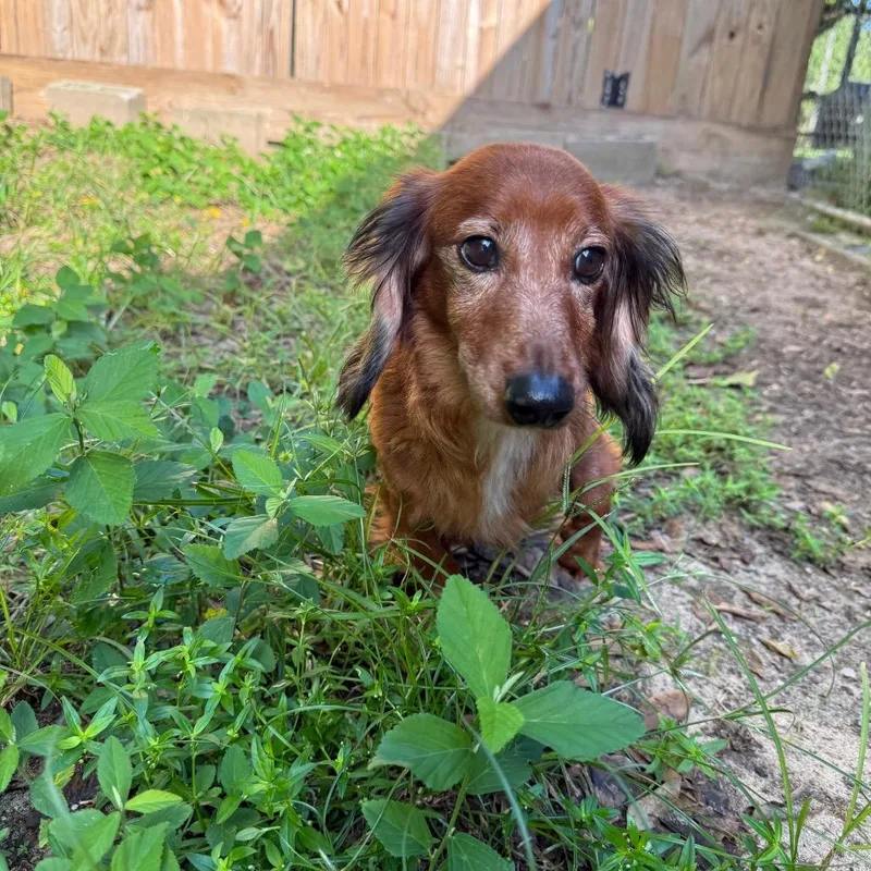 A senior small-sized male Dachshund dog named Max for adoption in Pensacola, FL