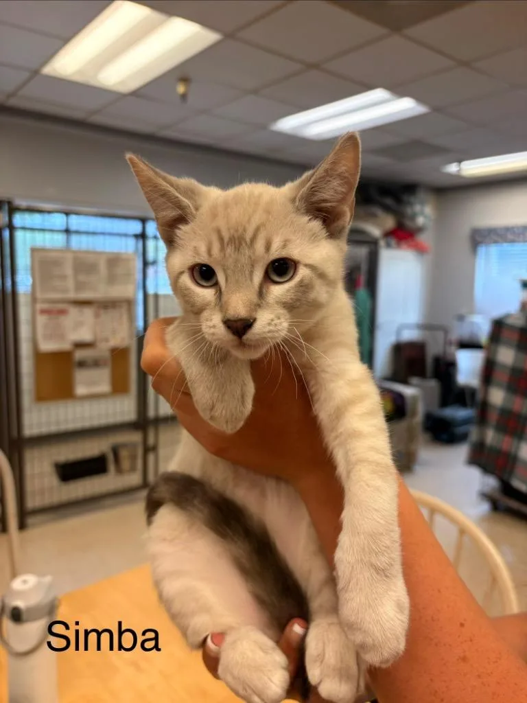 A baby medium-sized female Domestic Short Hair cat named Rascal for adoption in Heber City, UT