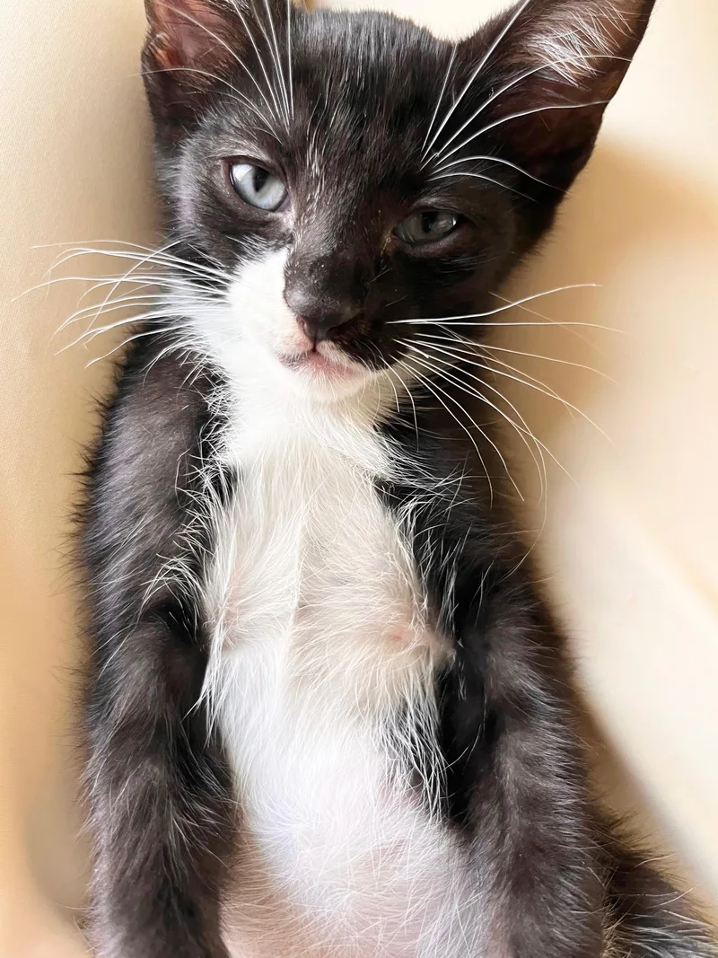 Pearl and Tux