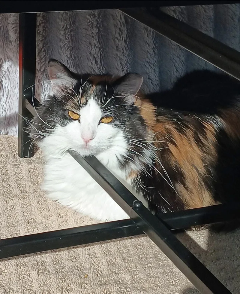 Peaches