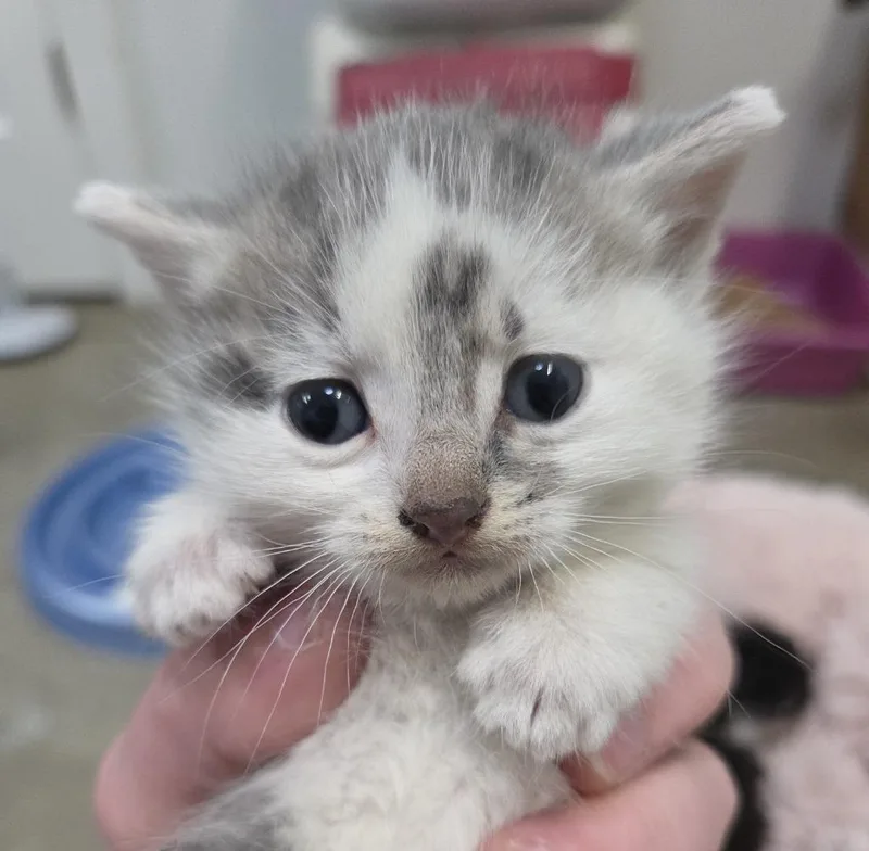 A baby small-sized male Domestic Short Hair cat named Buckaroo for adoption in Gold Beach, OR