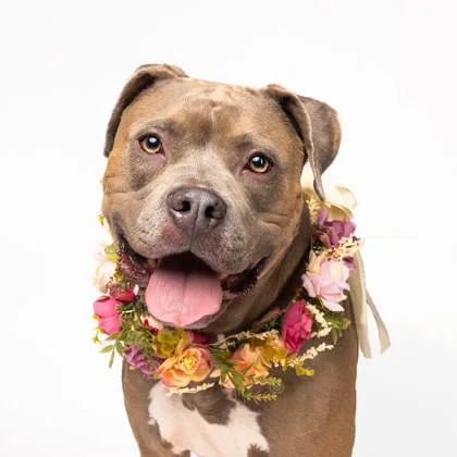 An adult medium-sized female Mixed Breed dog named Peppa for adoption in Atlanta, GA