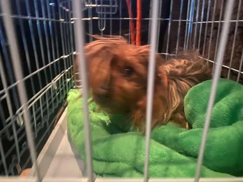 An adult small-sized male Yorkshire Terrier dog named Alf for adoption in Lewistown, PA