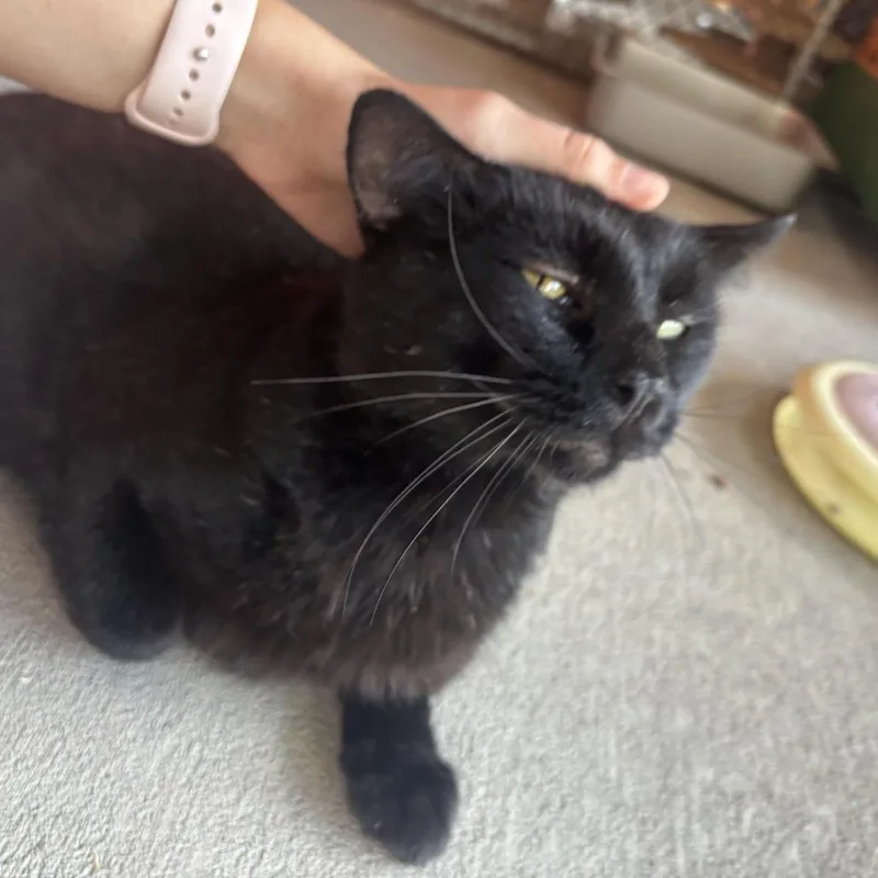 An adult small-sized male Black Domestic Short Hair cat named Vinny for adoption in Waynesburg, PA