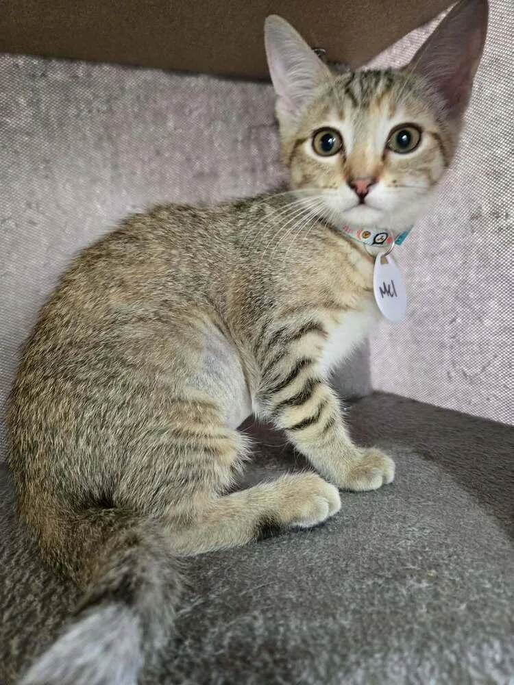 A baby small-sized female Domestic Short Hair cat named Mel for adoption in tucson, AZ
