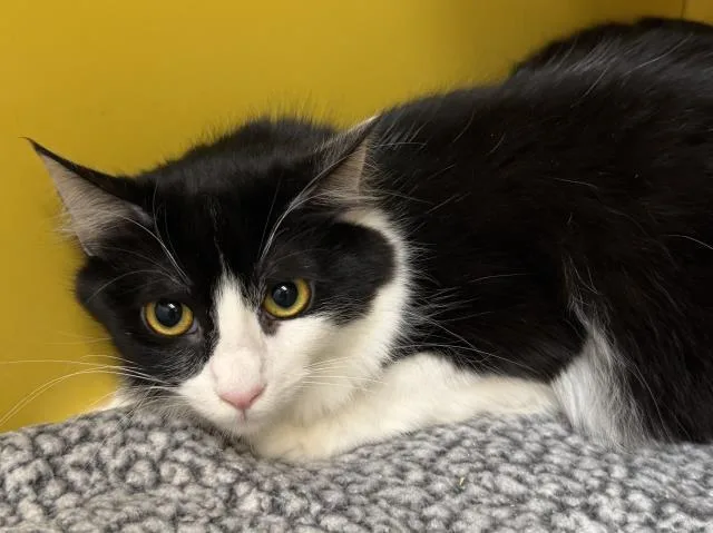 An adult large-sized female Domestic Long Hair cat named Lady for adoption in Los Angeles, CA