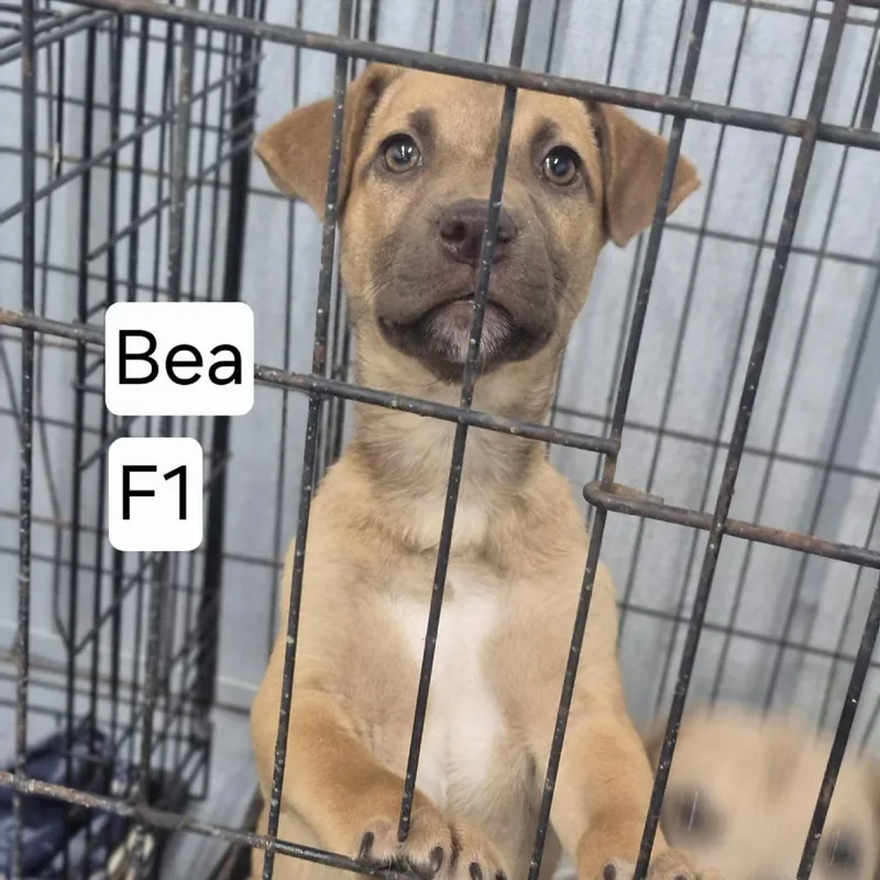 Bea