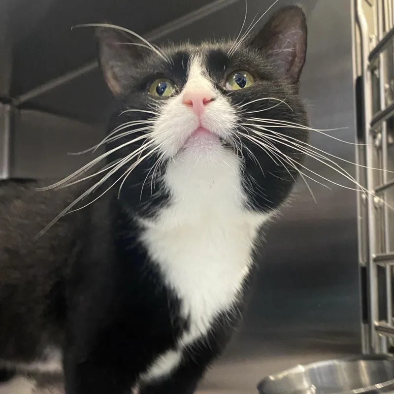 Happy Gilmore thumbnail 2