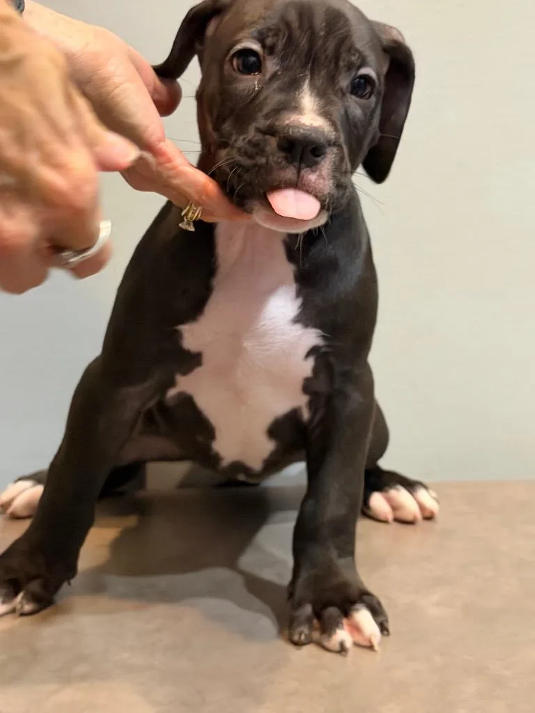 A baby small-sized female Boxer dog named Delta Mae for adoption in Sharpsburg, GA