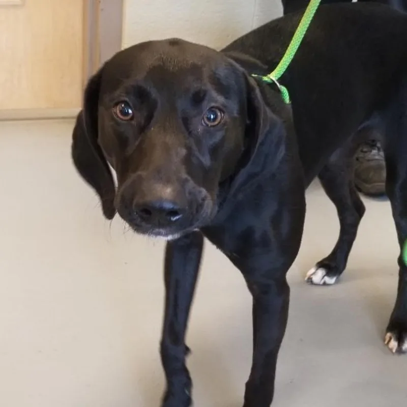 A senior medium-sized female Black Mixed Breed dog named Mellow Yellow for adoption in Asheville, NC