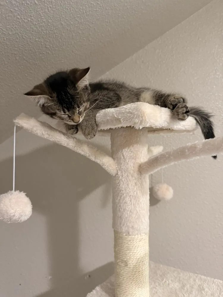 A baby small-sized female Domestic Short Hair cat named Tiramisu for adoption in Bellingham, WA