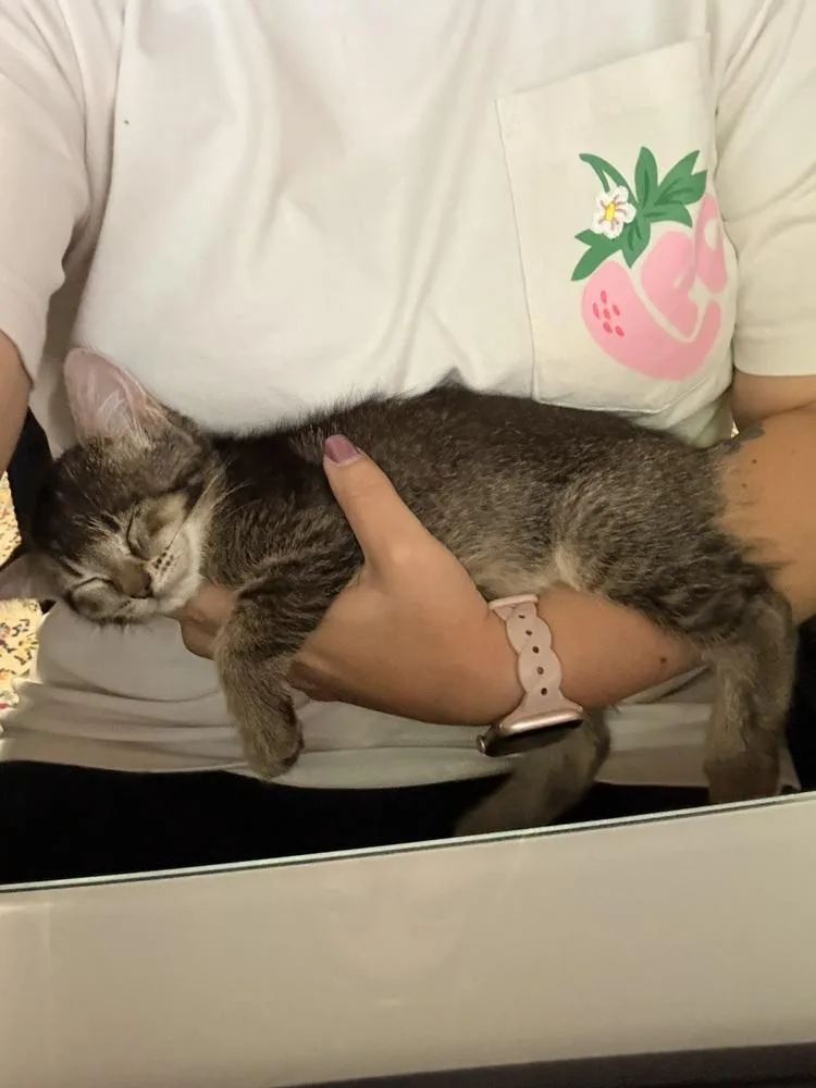 Tiramisu thumbnail 2