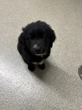 A baby small-sized female Golden Retriever dog named River for adoption in Pequot Lakes, MN