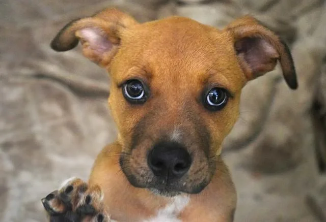 A baby medium-sized male Labrador Retriever dog named Homer for adoption in Fort Lauderdale, FL