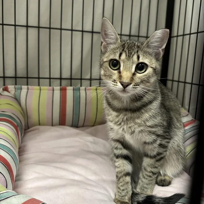 A young small-sized female Brown / Chocolate Domestic Short Hair cat named Gretel for adoption in Mount Laurel, NJ