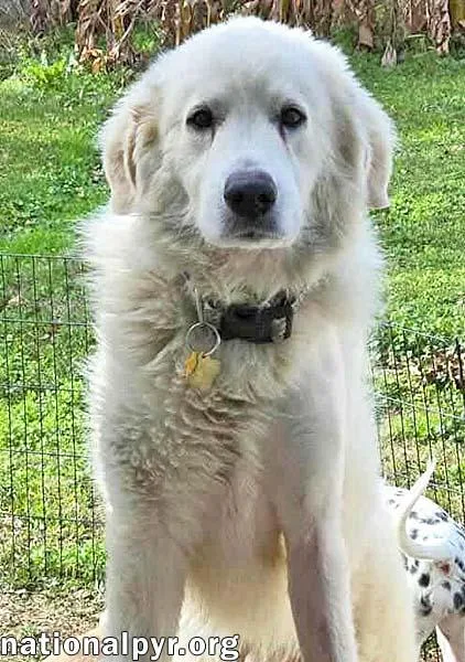 Frosty In La  thumbnail 3