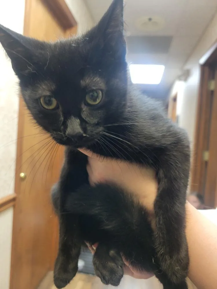 Nyx
