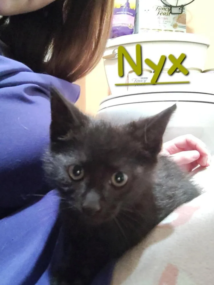Nyx thumbnail 4