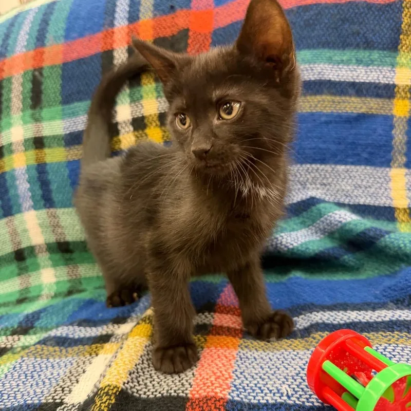 A baby small-sized male Black Domestic Short Hair cat named Odysseus for adoption in Raleigh, NC