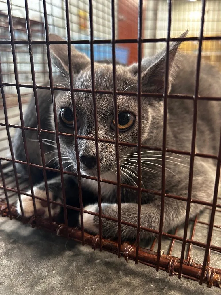 A baby medium-sized female Domestic Short Hair cat named Chick Fil A for adoption in Gautier, MS