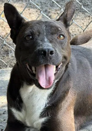 An adult medium-sized female Pit Bull Terrier dog named Elsa for adoption in Savannah, MO