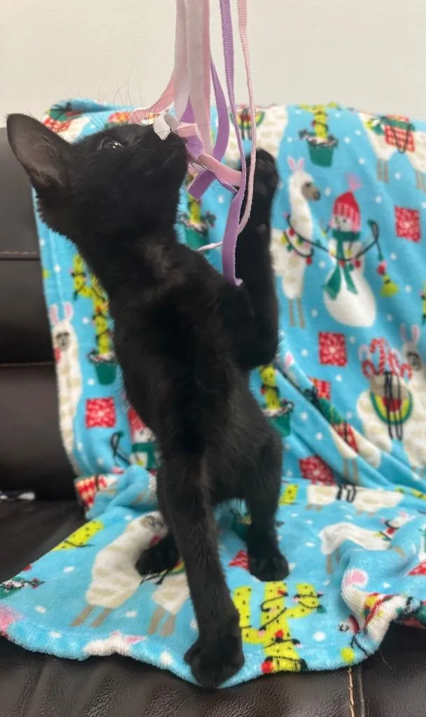 A baby small-sized male Domestic Short Hair cat named Joe for adoption in Newberg, OR