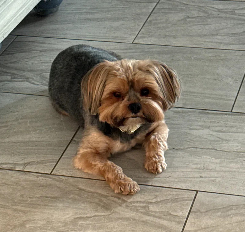 An adult small-sized female Gray / Blue / Silver Silky Terrier dog named Lilly for adoption in Mary Esther, FL