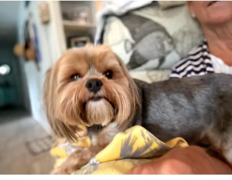 Lilly thumbnail 3