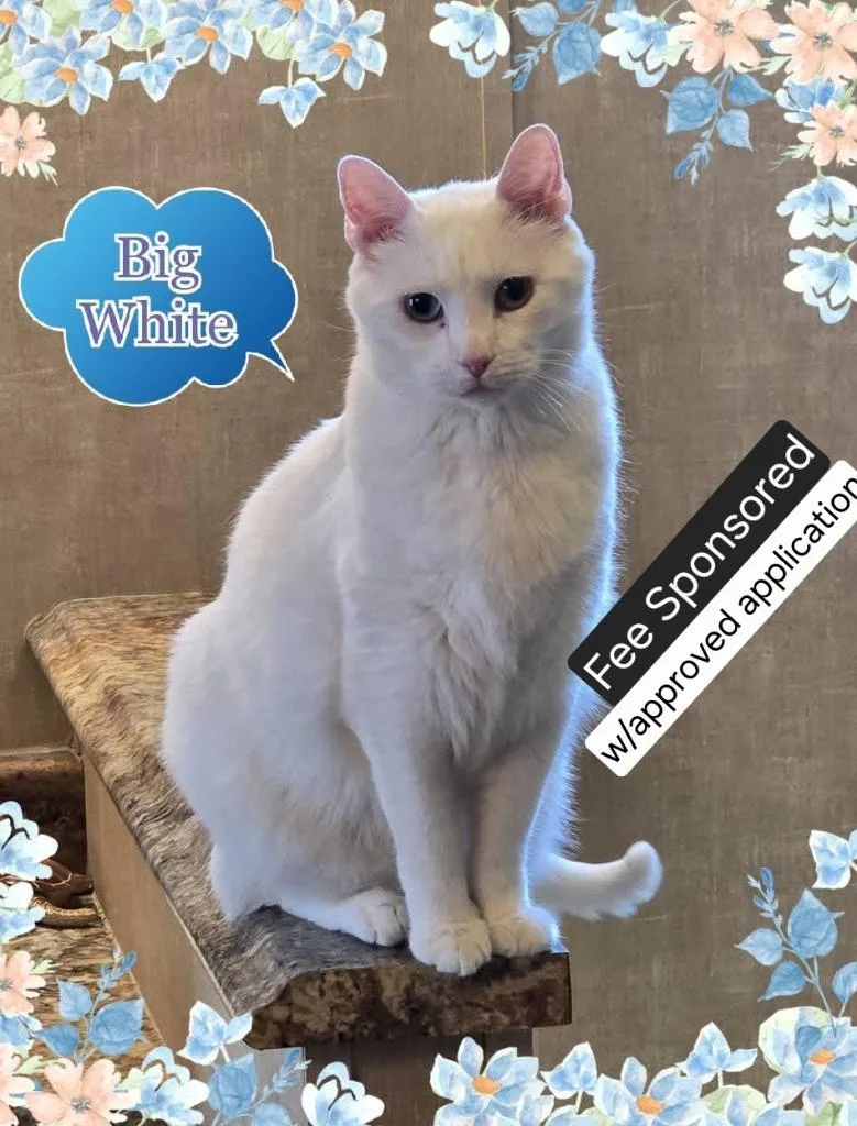 Big White thumbnail 5