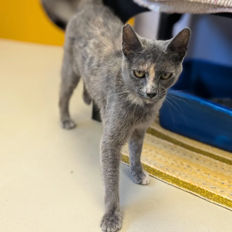 An adult medium-sized female Dilute Tortoiseshell Domestic Short Hair cat named Kissikat for adoption in Jefferson, WI