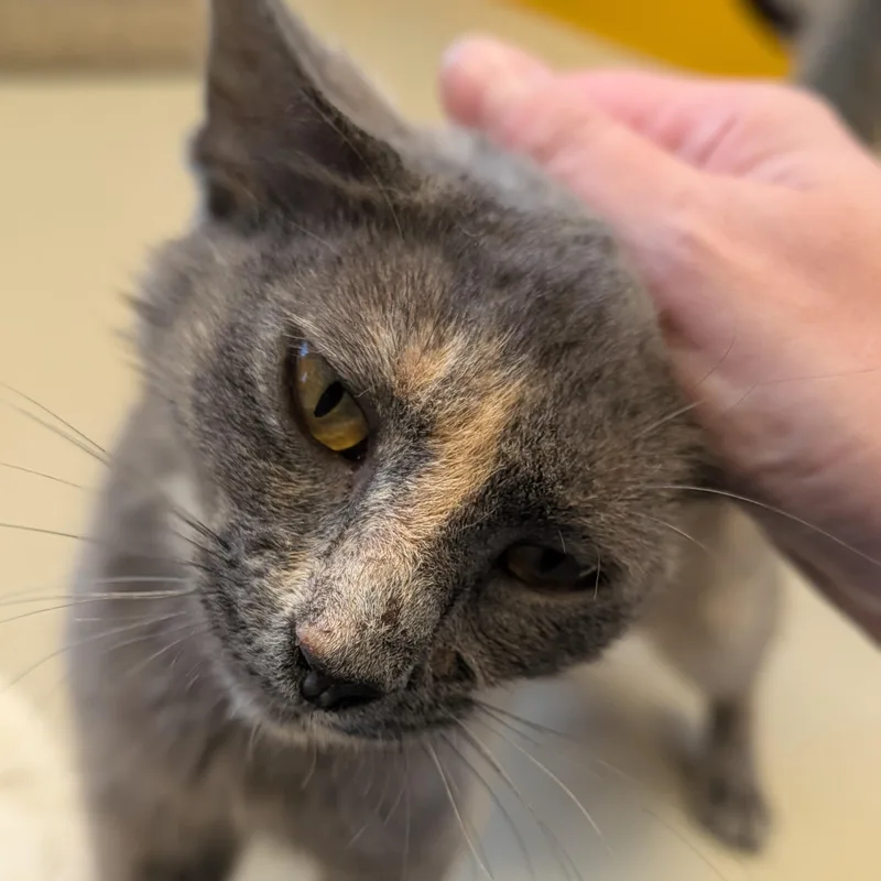 Kissikat thumbnail 4