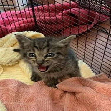 A baby medium-sized male Domestic Short Hair cat named Kam for adoption in San Jose, CA