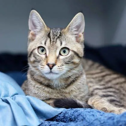 A baby small-sized male Brown / Chocolate Domestic Short Hair cat named Kawasaki for adoption in Atlanta, GA
