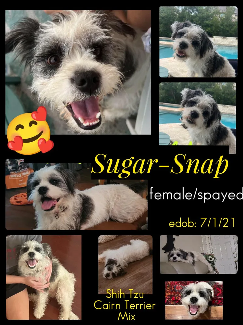 An adult small-sized female White / Cream Shih Tzu dog named Sugarsnap Slthw for adoption in Missouri City, TX