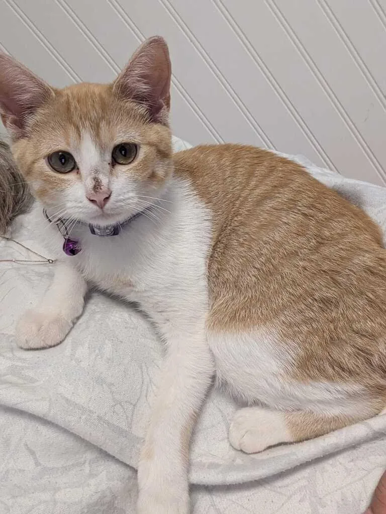 A baby medium-sized female Domestic Short Hair cat named Roca for adoption in Athens, AL